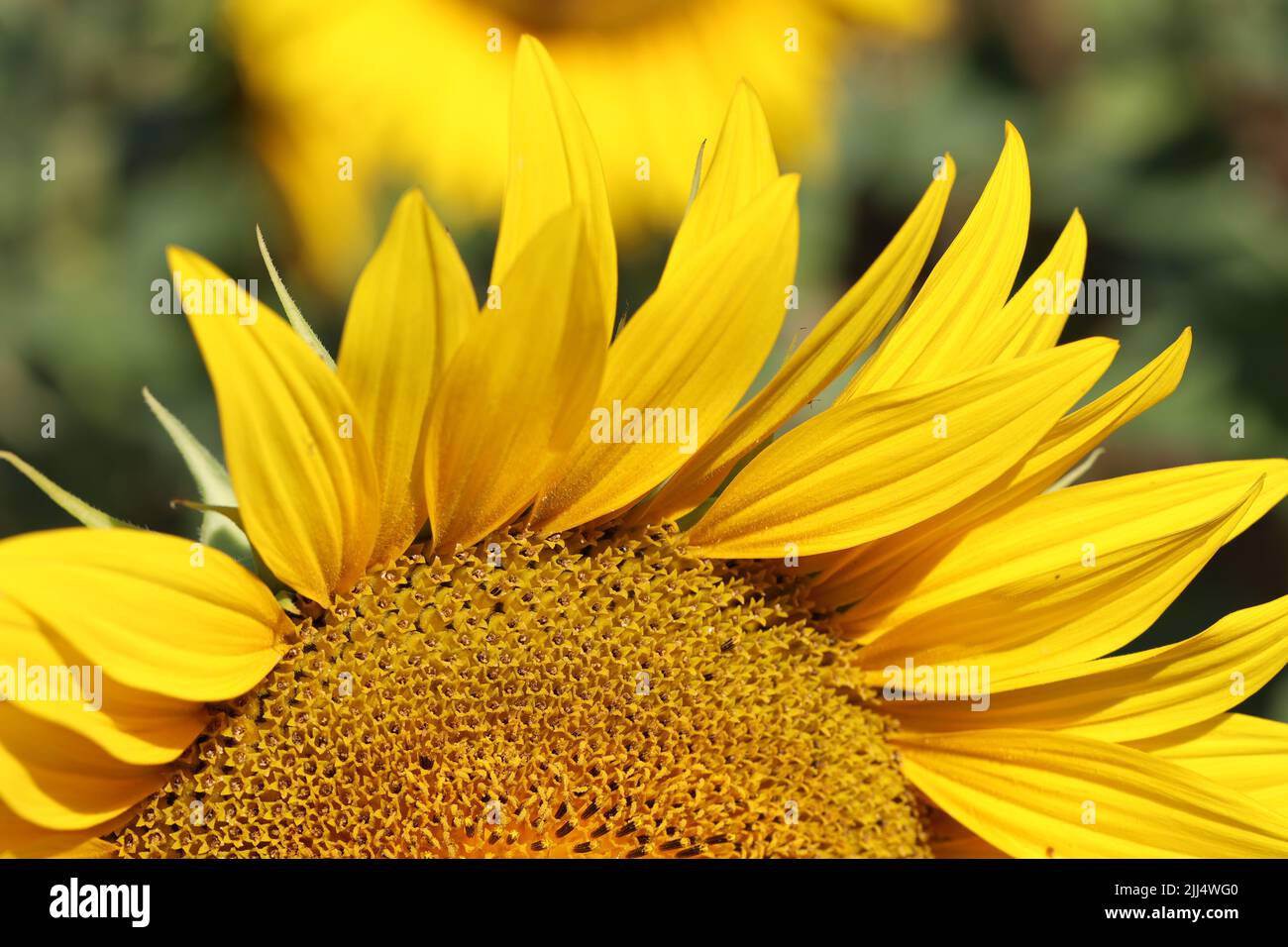 Sunflowers. Blooming field of sunflowers in summer Stock Photo - Alamy