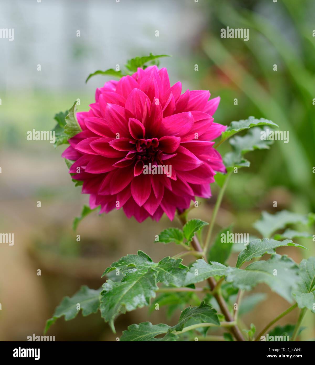 Dahlia photograph hi-res stock photography and images - Alamy