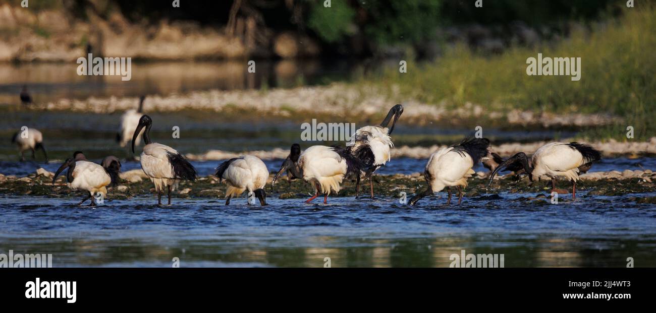 Group of African sacred ibis in the water (Threskiornis aethiopicus), Crema, Italy Stock Photo
