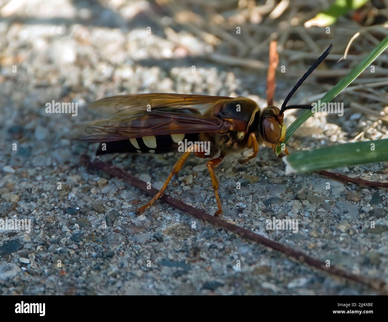 Eastern Sand Wasp (family Crabronidae) in Michigan Stock Photo