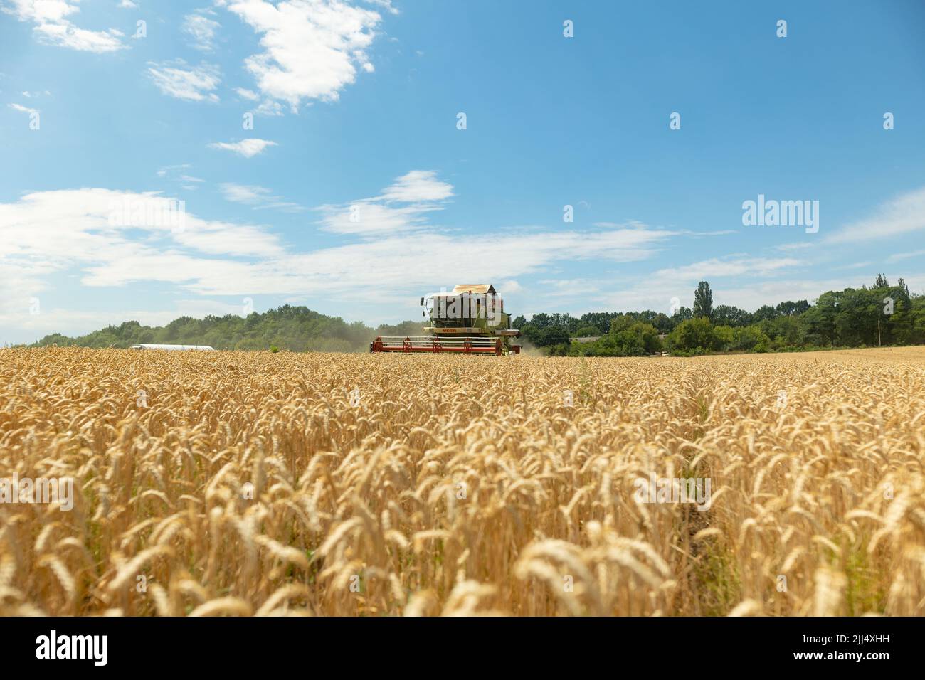 Farming In Ukraine Combine harvester harvests ripe wheat. agriculture in Ukraine during ...