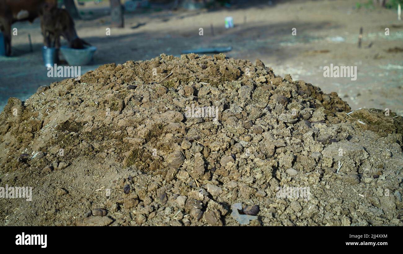 Pile of cow dung or cake on an agricultural field for growing bio products Stock Photo