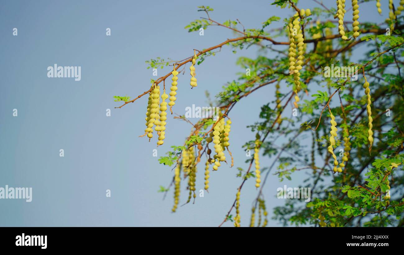 Indian Acacia leaves with a pattern and long green pods with seeds on a blurred sky background of a garden lawn. Stock Photo