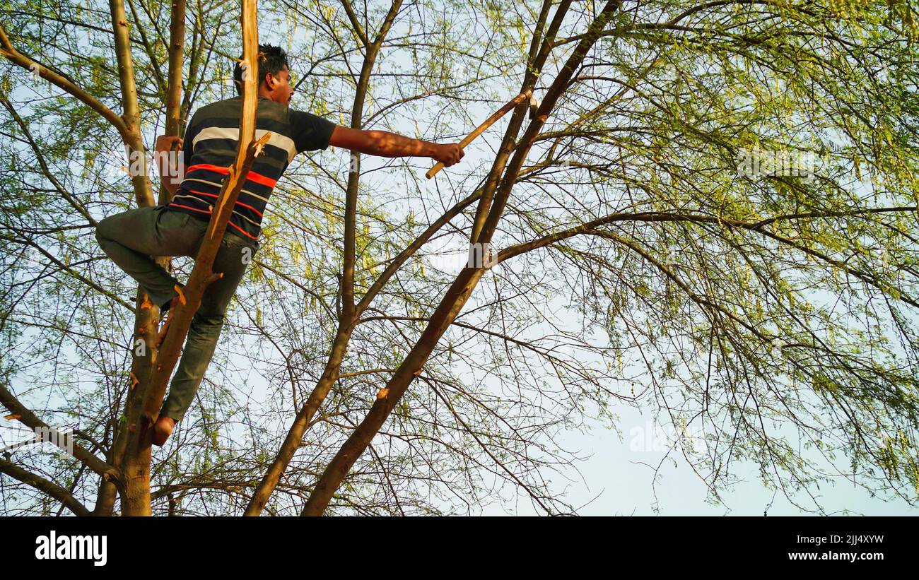 Indian man pruning tree. Young man cutting branches of Acacia tree. Stock Photo