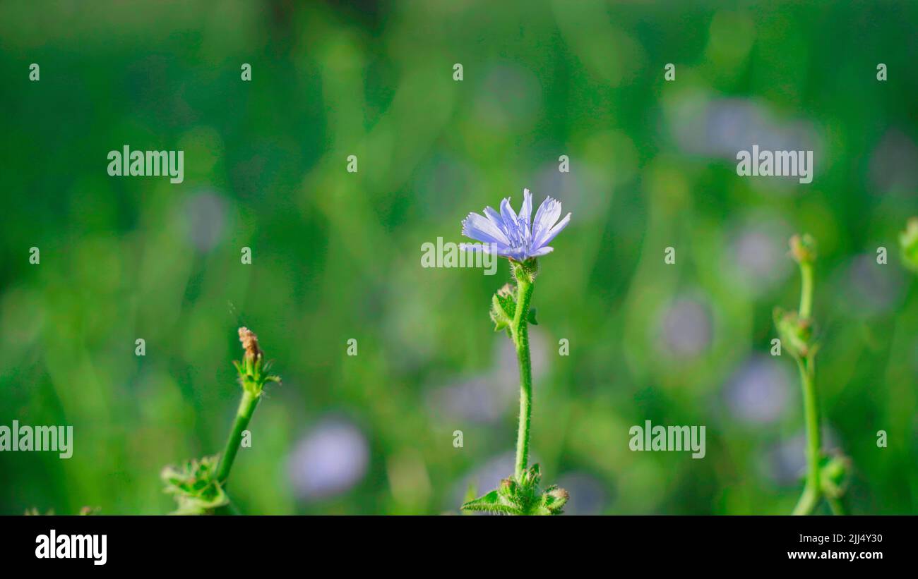 Close up shot of Cichorium intybus flower blossoms commonly called blue sailors, chicory, coffee weed, or succory is a herbaceous perennial plant. Stock Photo