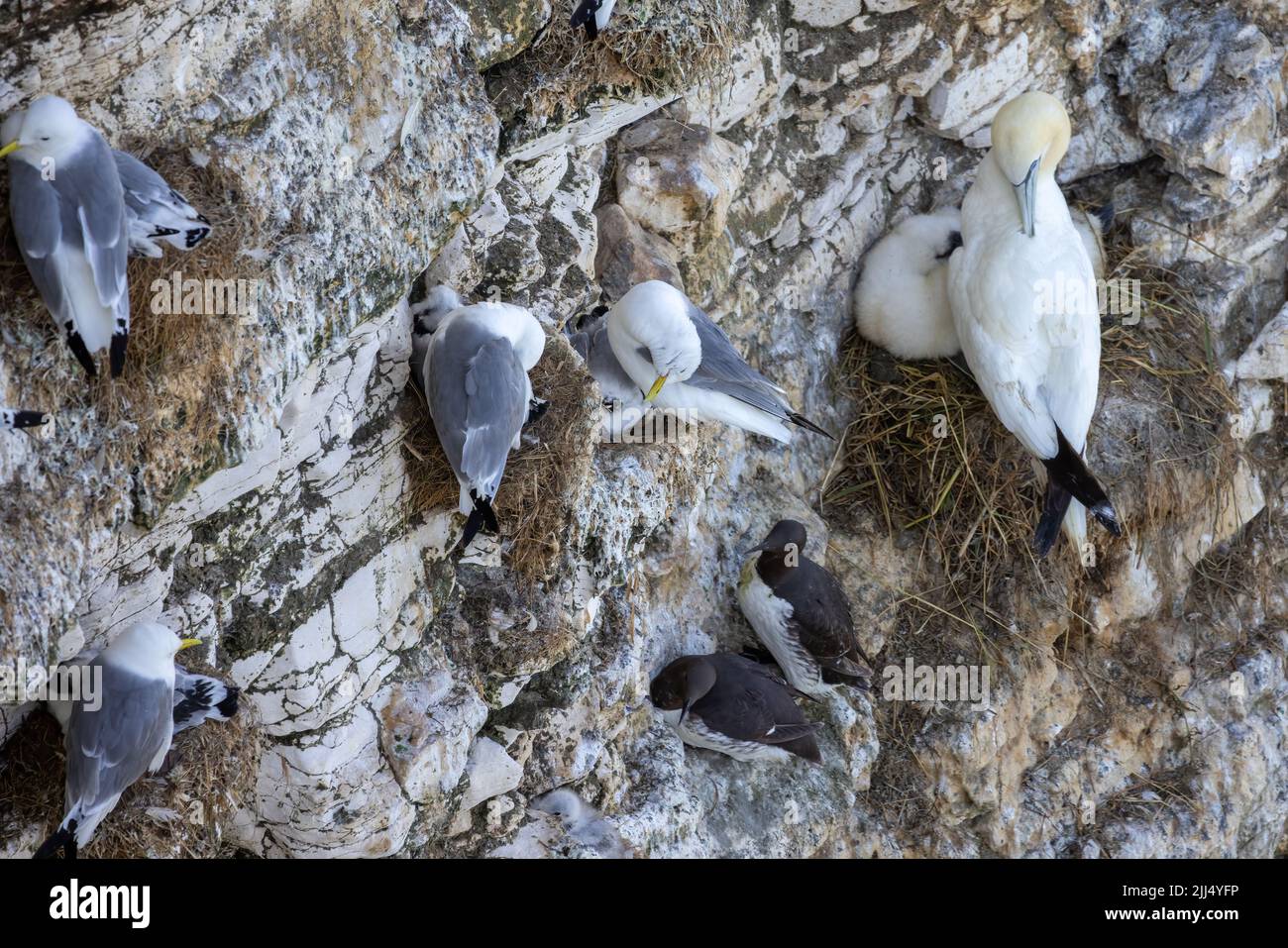Various seabirds nesting in the cliffs at Bempton in Yorkshire Stock Photo
