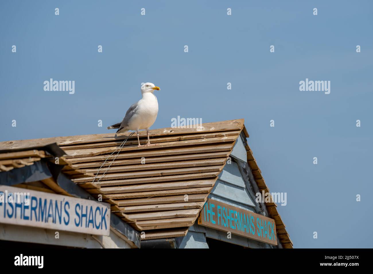 WHITBY,  NORTH YORKSHIRE, UK - JULY 19: Seagull on a replica fishermans hut in Whitby, North Yorkshire on July 19, 2022 Stock Photo