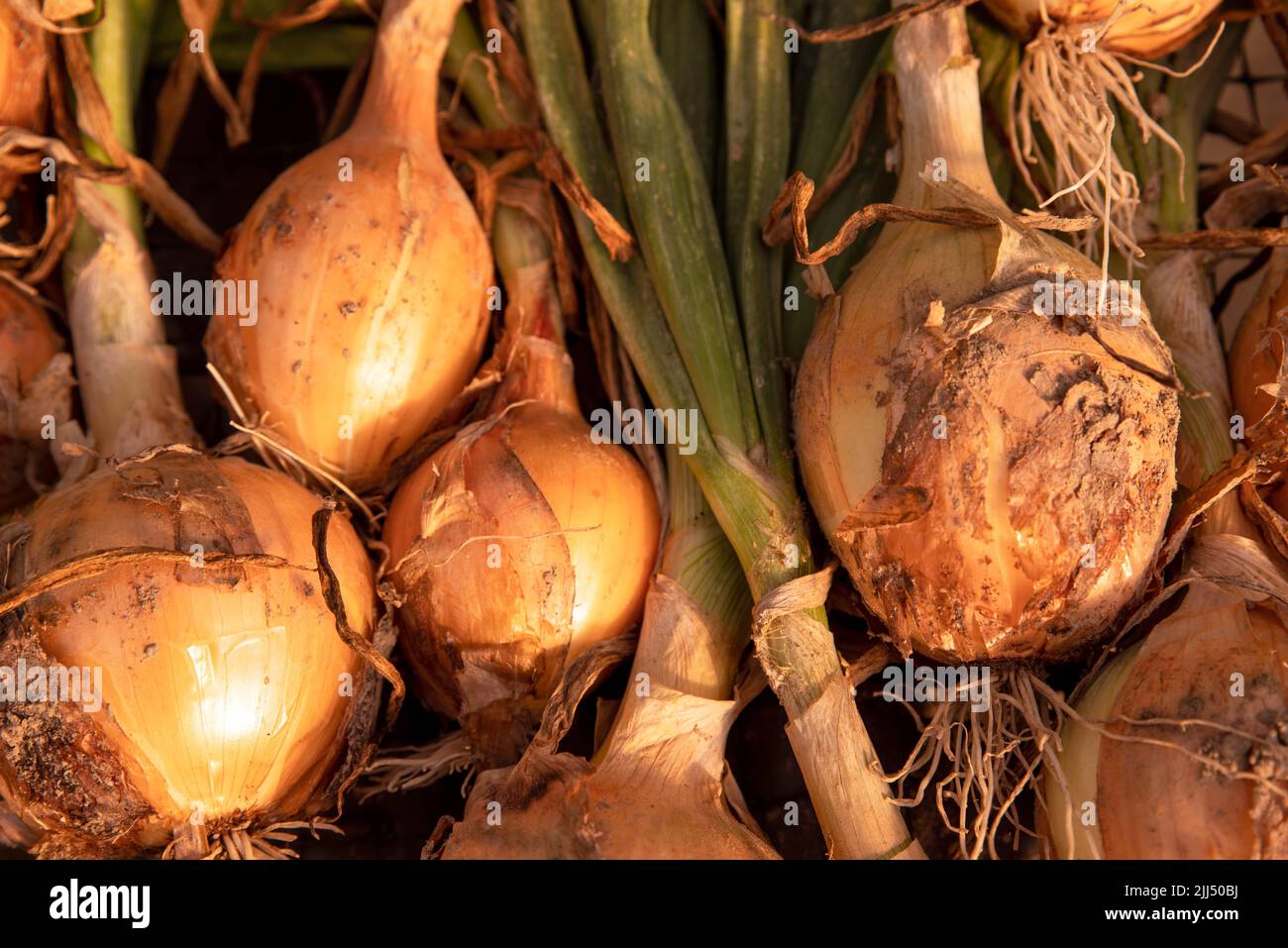 Closeup of freshly harvested yellow onions drying on organic farm Stock Photo