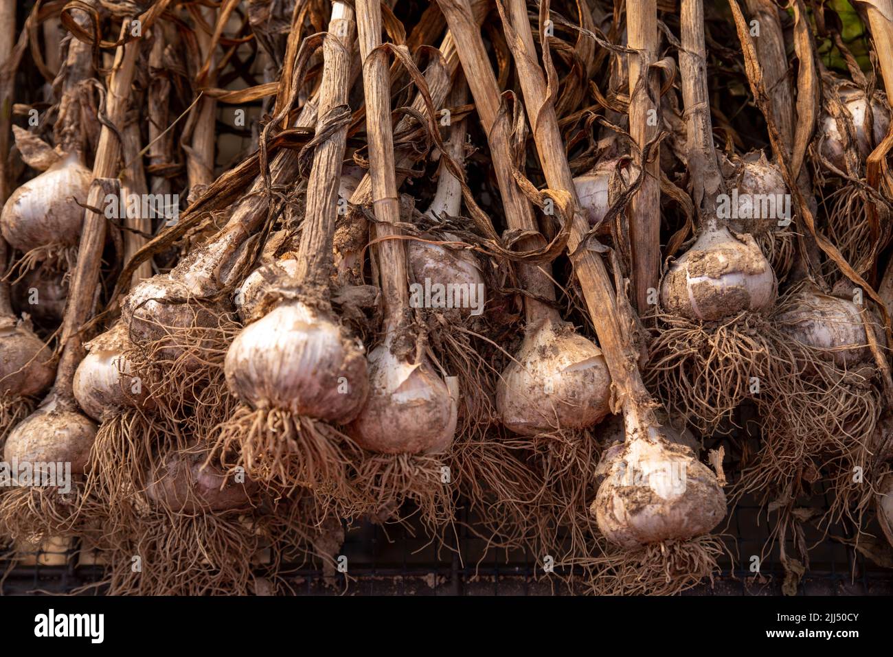 Closeup of harvested garlic drying on screens in a barn Stock Photo