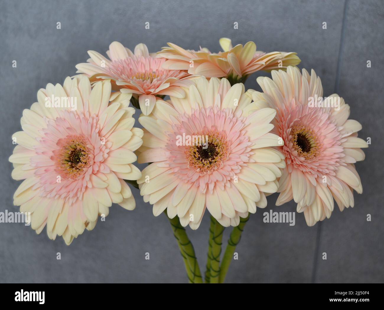 macro photo of gerbera daisy colorful flower close up Stock Photo