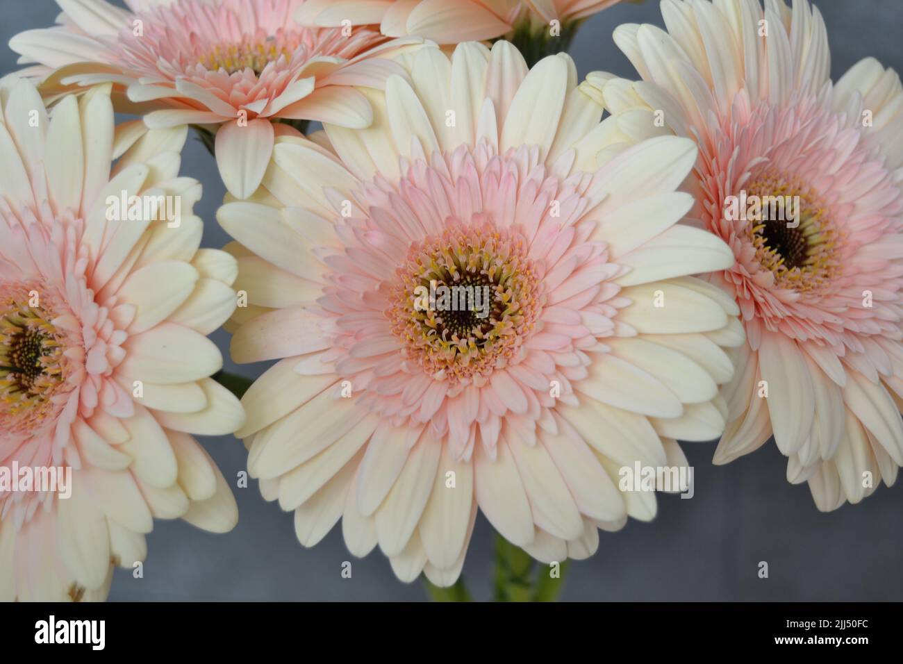 macro photo of gerbera daisy colorful flower close up Stock Photo