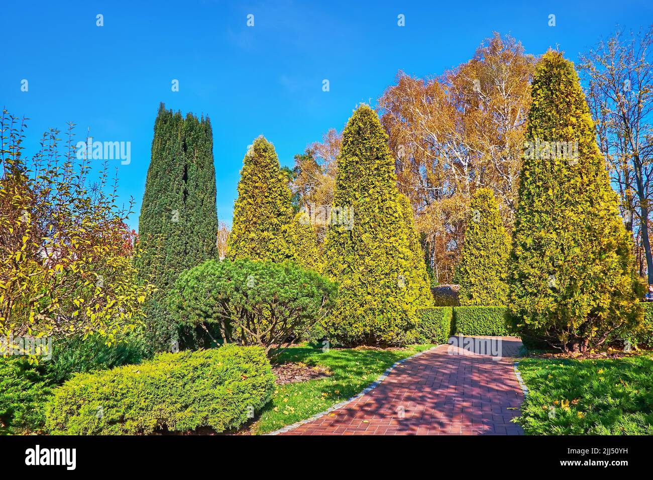 The walking way in park, lined with green lawn and beautiful conifer trees and bushes - thuja, pine, juniper, Mezhyhirya, Ukraine Stock Photo