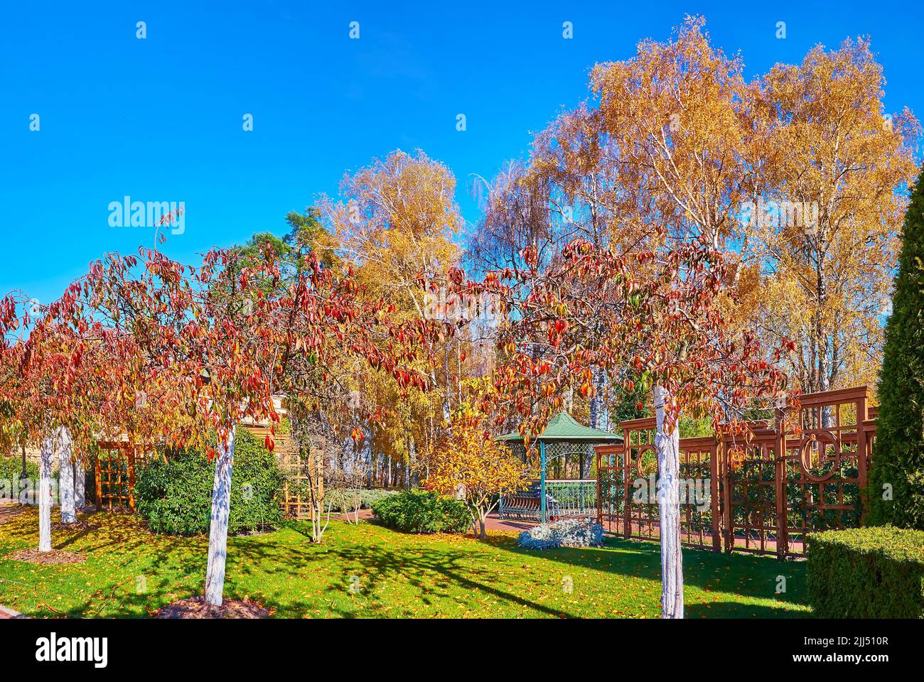 The line of bright red trees with whitewashed trunks in a beautiful autumn park, Mezhyhirya, Ukraine Stock Photo