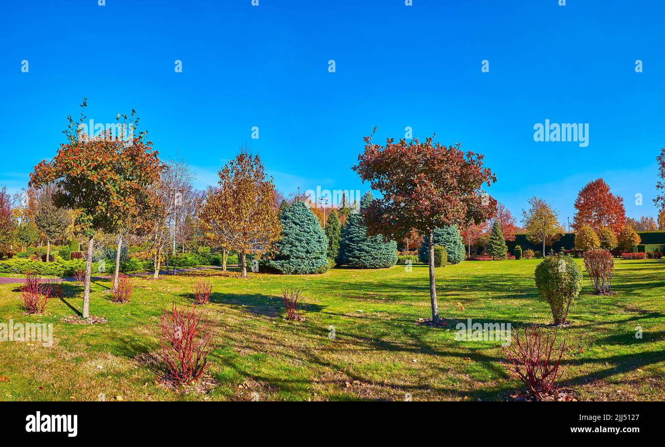The scenic autumn park with green lawn, small bushes, conifer trees and whitebeam trees with bright red berries, Mezhyhirya, Ukraine Stock Photo