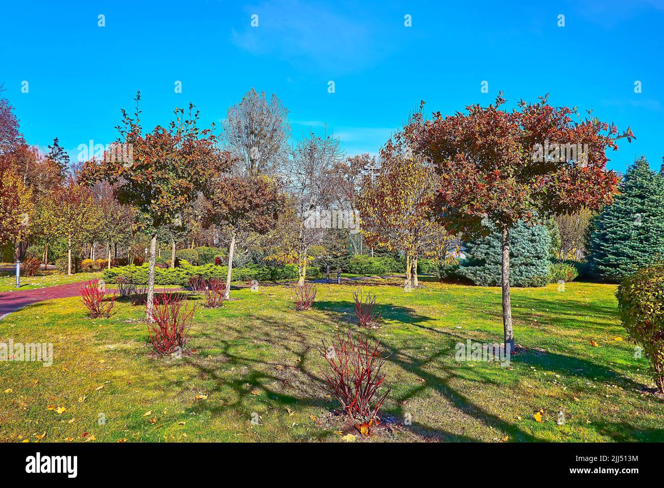The autumn park with bright green lawn, whitebeam trees, juniper bushes and spruces in background, Mezhyhirya, Ukraine Stock Photo