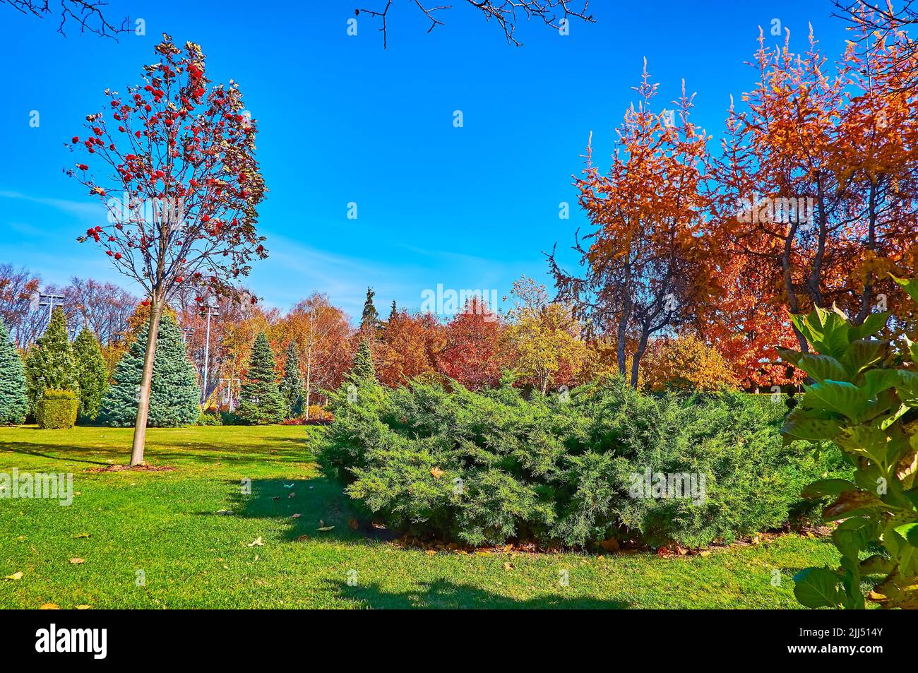 The bright colors of autumn nature in ornamental park with bright green lawn and juniper bushes, yellow larches and birches, red berries on whitebeam Stock Photo