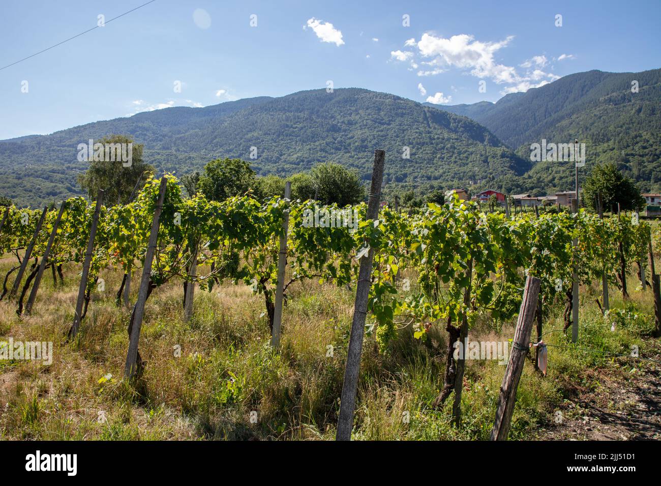 a beautiful panorama phtotograph of a grapevine in the valley, Albosaggia, SO, Valtellina, Italy, Europe Stock Photo
