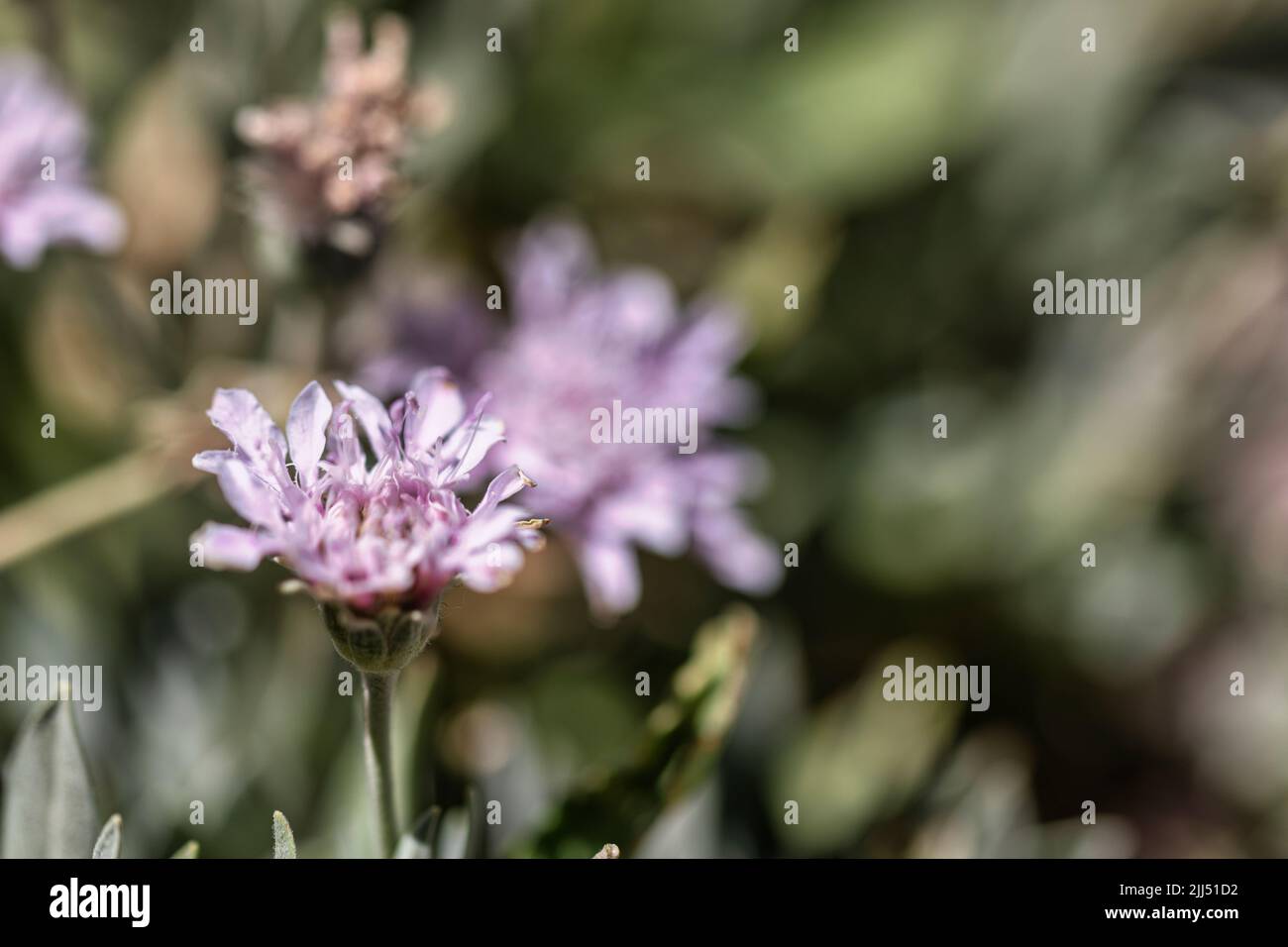 Blüten des behaarten Federkopfes auf Teneriffa Stock Photo