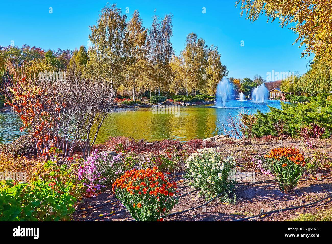 The colored blooming chrysanthemums on the bank of the lake with fountains, surrounded with red and yellow autumn trees, Mezhyhirya, Ukraine Stock Photo