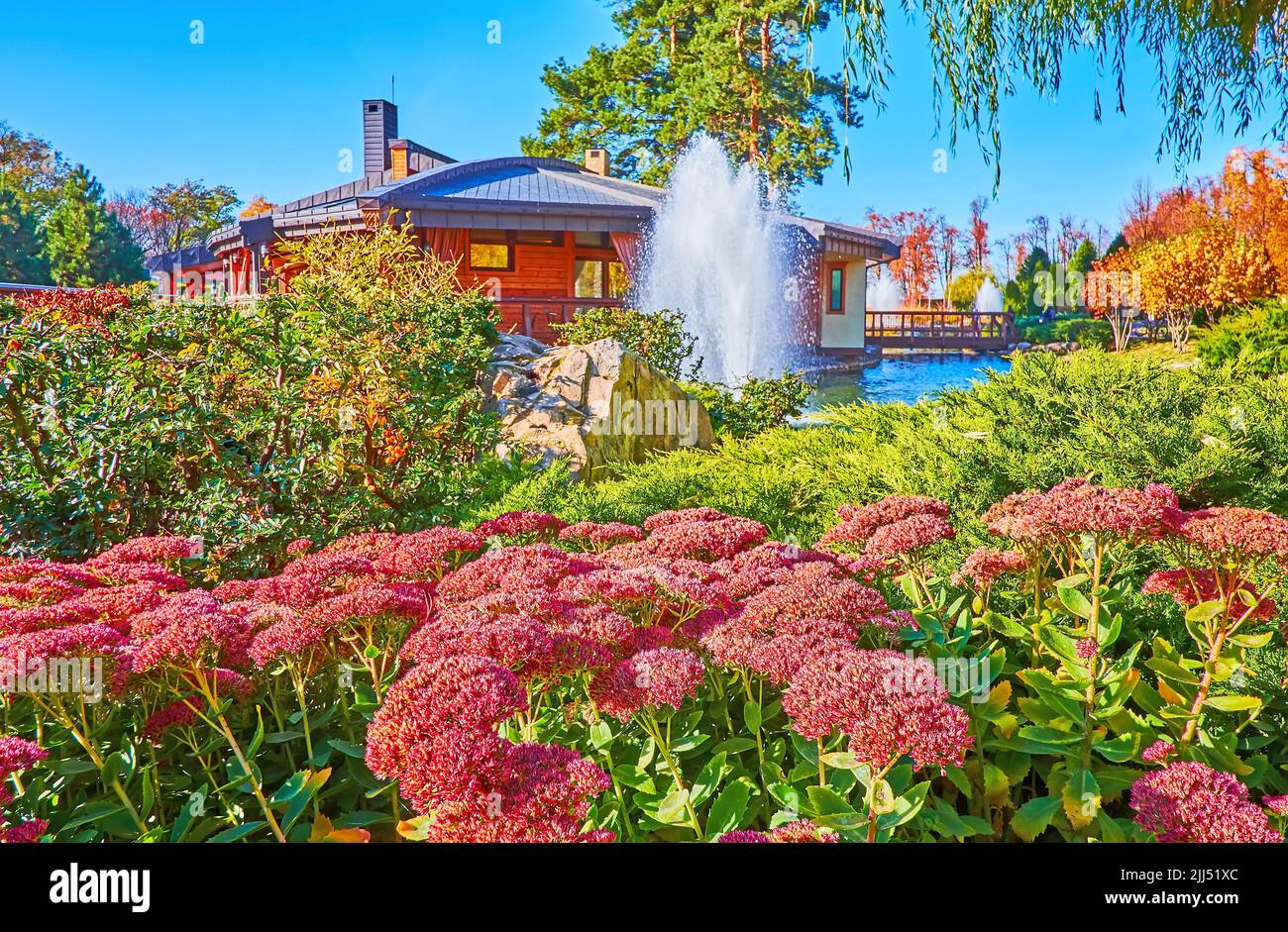 Beautiful flowers of Sedum (stonecrop) in lush autumn park in front of the lake with fountains, Mezhyhirya, Ukraine Stock Photo