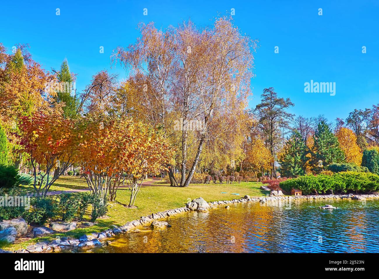 The joyful day in autumn park with a lake, golden birches, lush juniper shrubs, pines, thuja trees and maples, Mezhyhirya, Ukraine Stock Photo