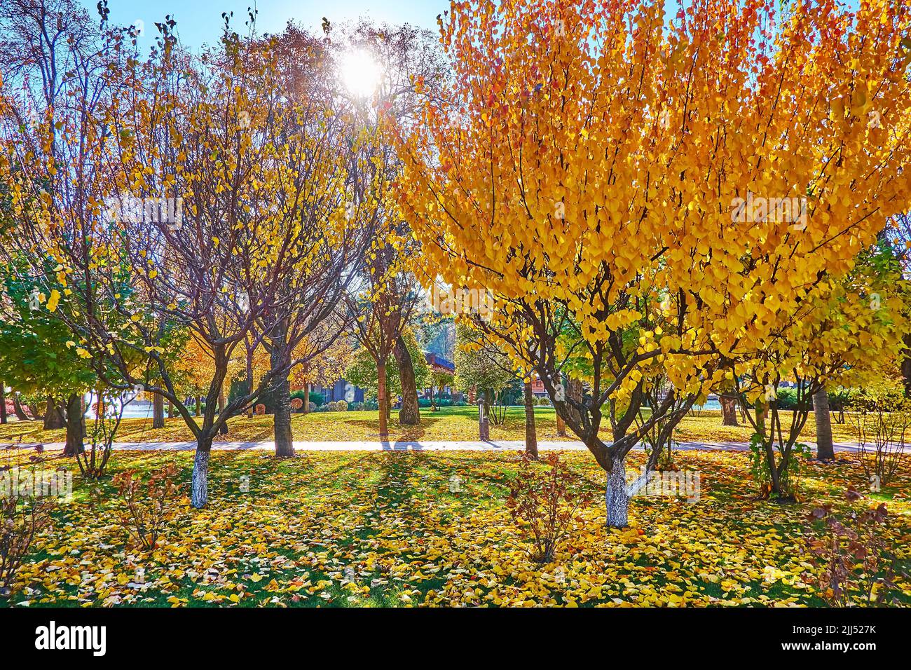 The bright sunshine behind the branches of the golden trees in autumn