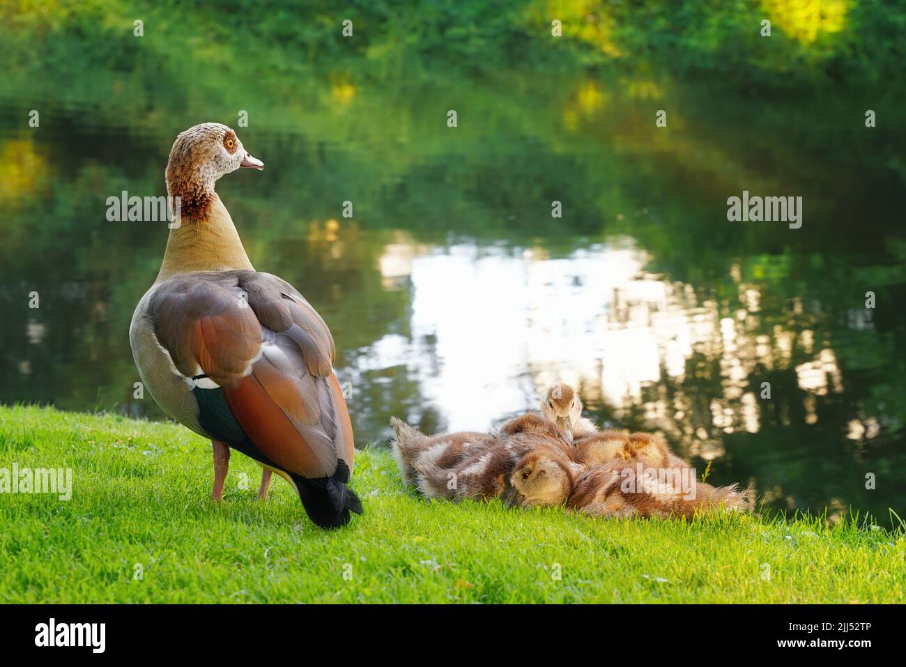 Egyptian goose, Alopochen aegyptiaca and goslings. Stock Photo