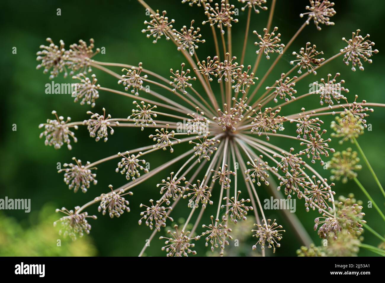 Dill, inflorescence with ripening seeds, healthy plant in the herb garden for seasoning food or as a healing tea in digestive disorders, close up with Stock Photo