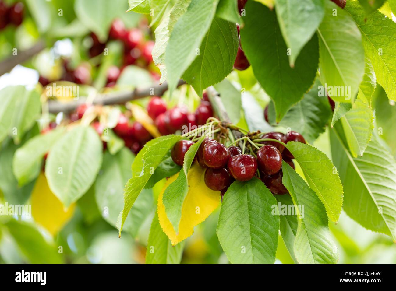 Cherry red berries on a tree branch with water drops after summer rain ...