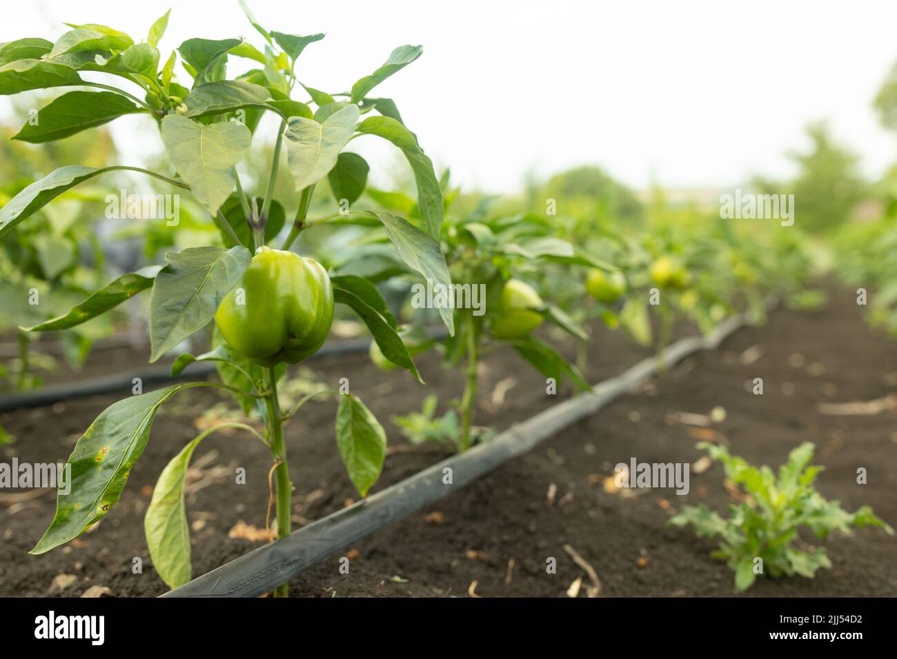 Bell peppers growing in hot garden hires stock photography and images