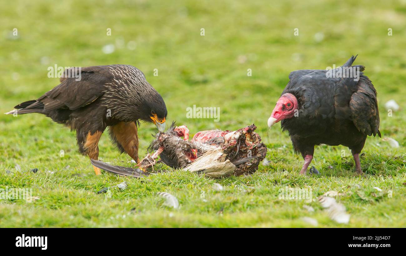 Striated Carcara and Turkey Vulture share a Gentoo penguin carcass, Carcass Island, Falkland Islands Stock Photo