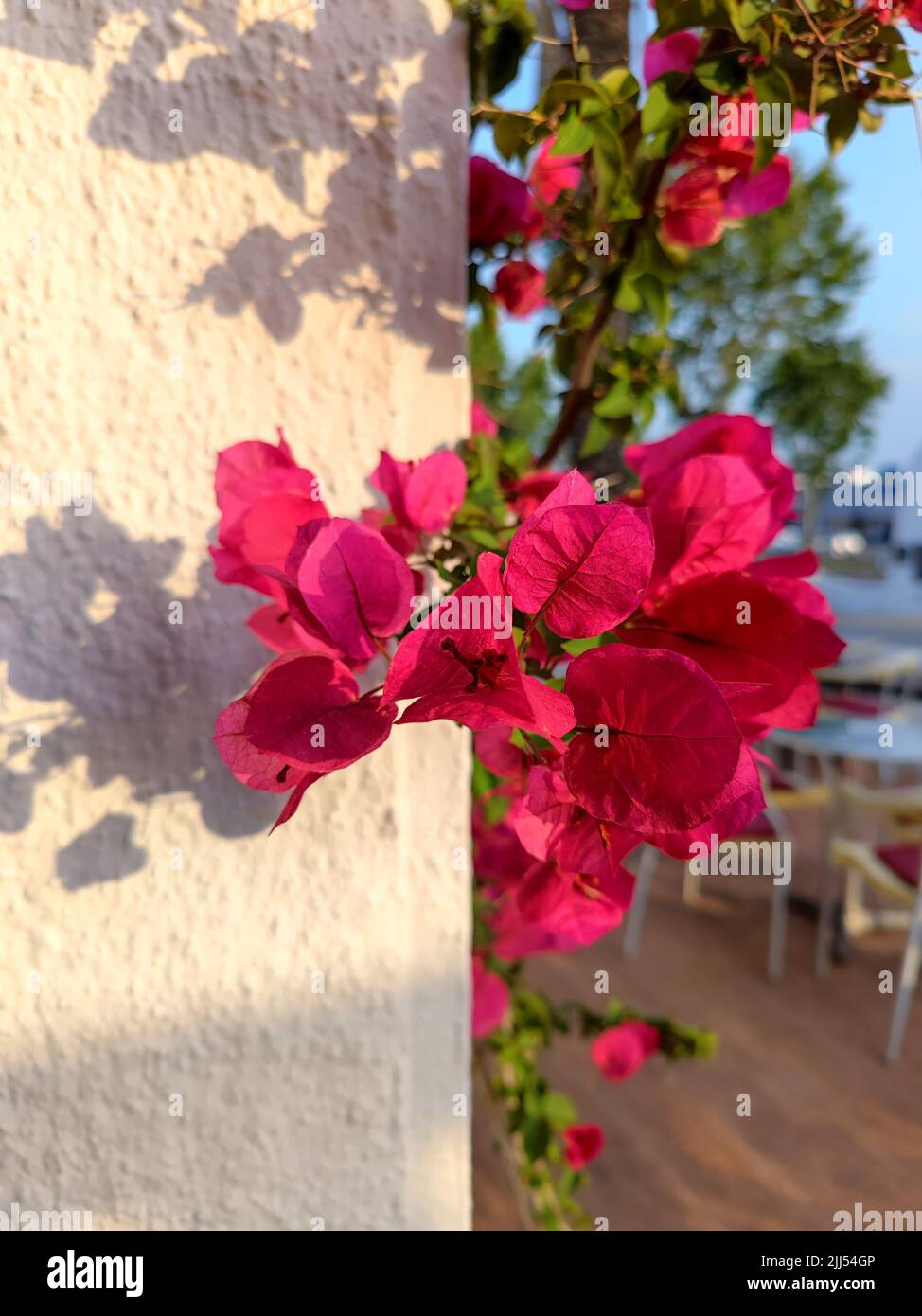 Pink Bougainvillea Glabra Nyctaginaceae flower plant in Spain, Europe. Stock Photo