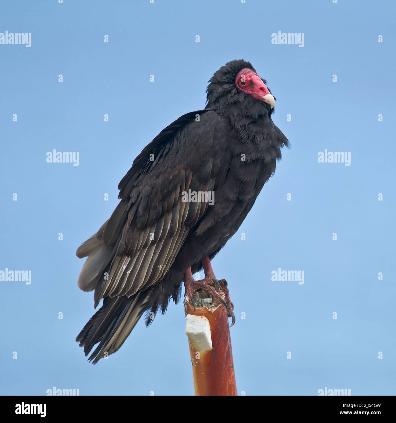 Turkey Vulture (Cathartes aura jota) perched on an broken boat mast, West Point Island, Falkland Islands Stock Photo