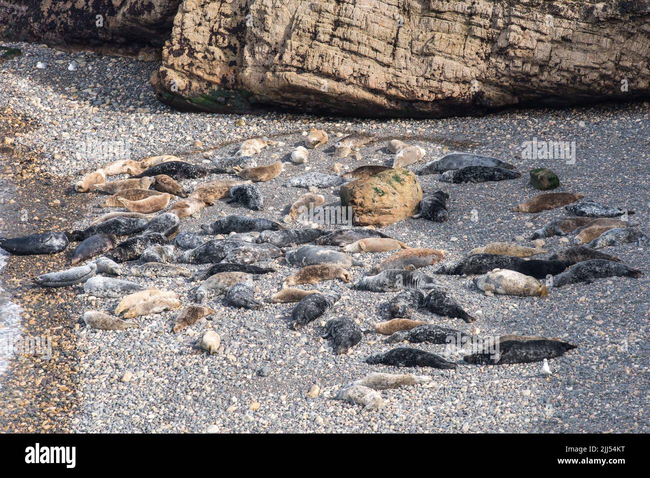 Atlantic grey seals hauled out in April on North Haven, Skomer Island, Pembrokeshire, Wales, UK Stock Photo