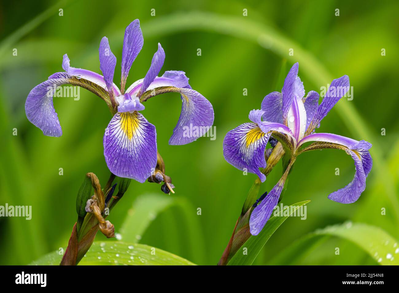 Raindrops on Iris at Aberglasney Gardens Stock Photo Alamy