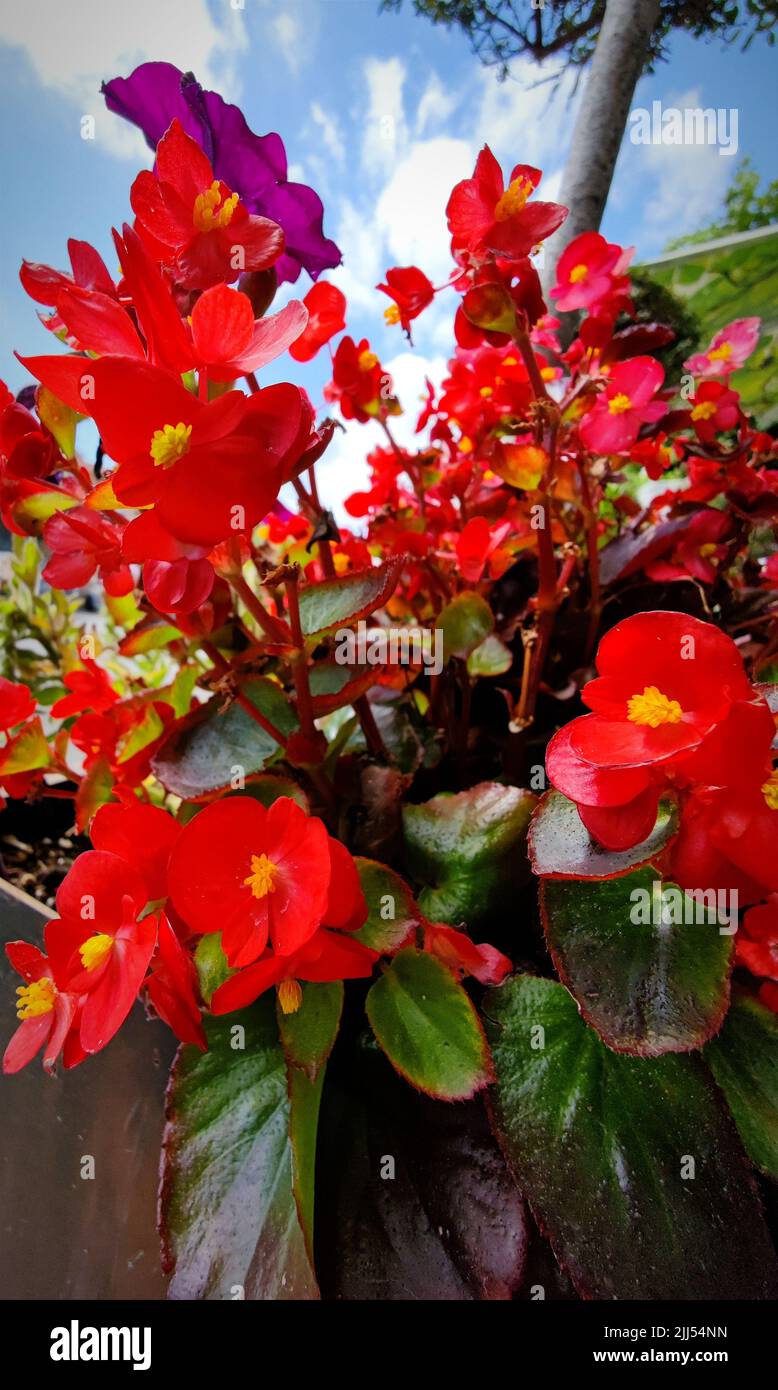 Beautiful Red Yellow Begonia Cucullata flowers. There are no people or trademarks in the shot. Stock Photo