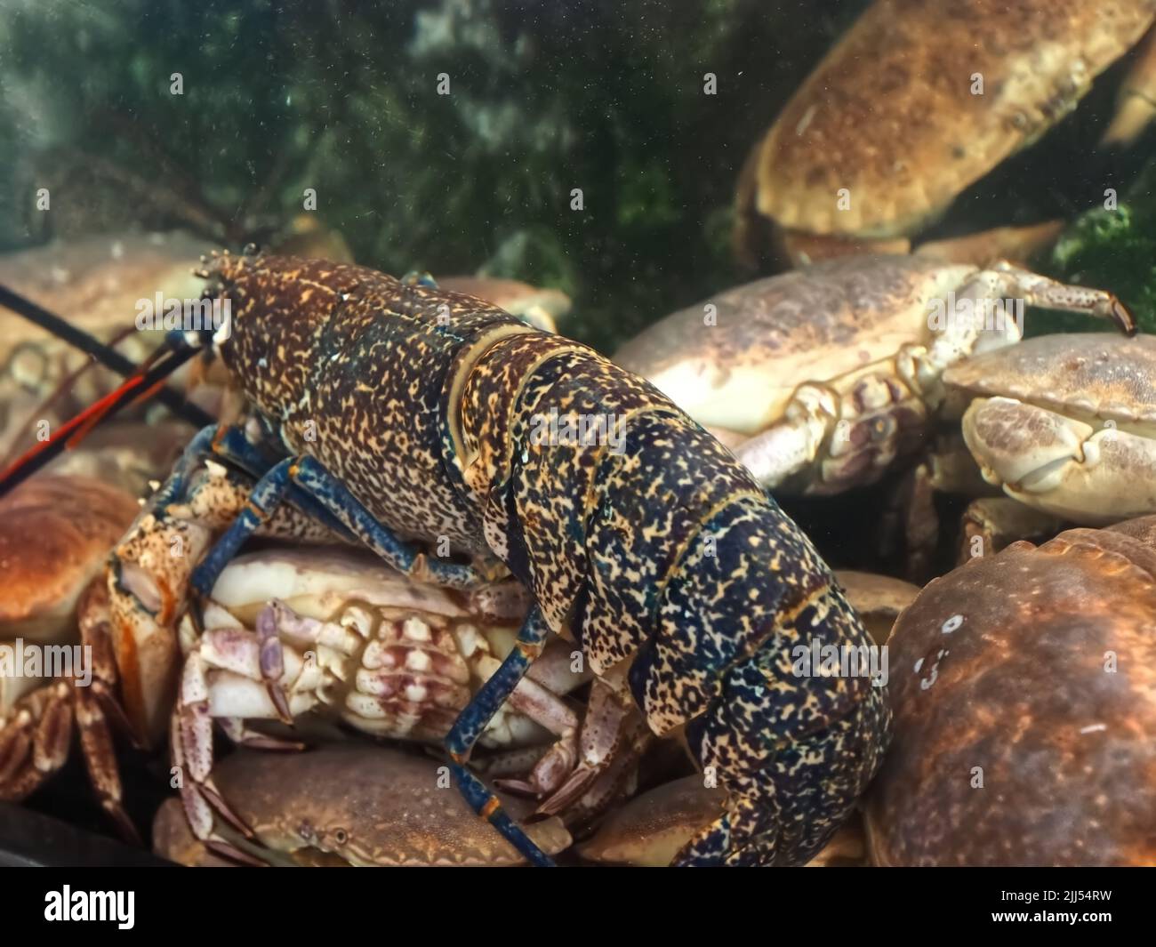 Living lobster in a seafood aquarium Stock Photo Alamy