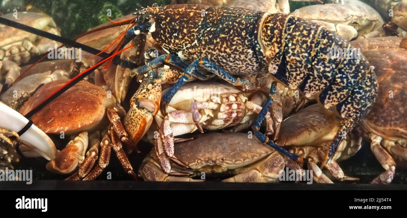 Living lobster in a seafood aquarium Stock Photo Alamy