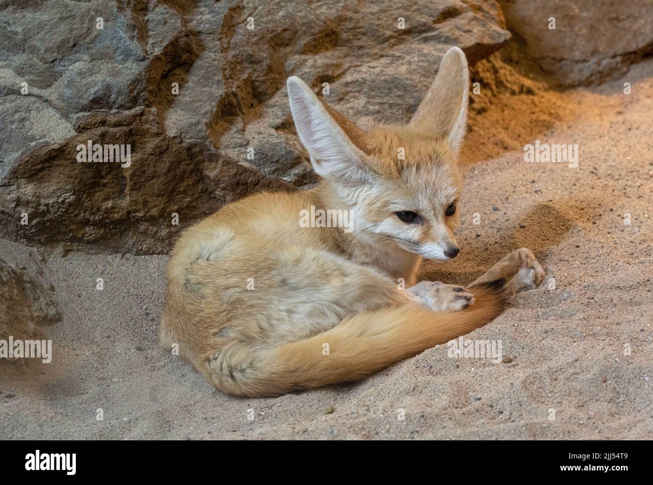 Fennec fox (Vulpes zerda) is resting but staying alert Stock Photo