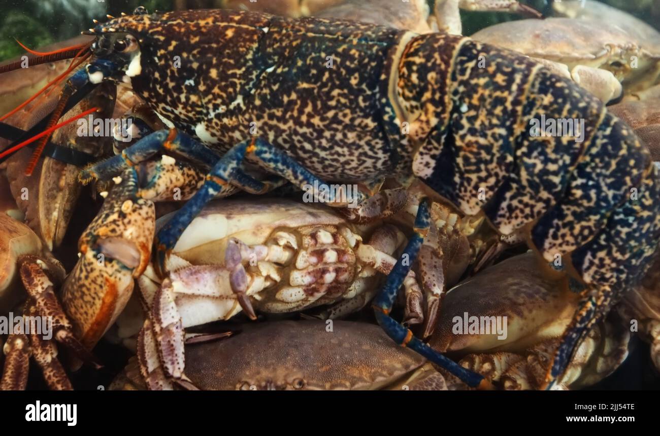 Living lobster in a seafood aquarium Stock Photo Alamy