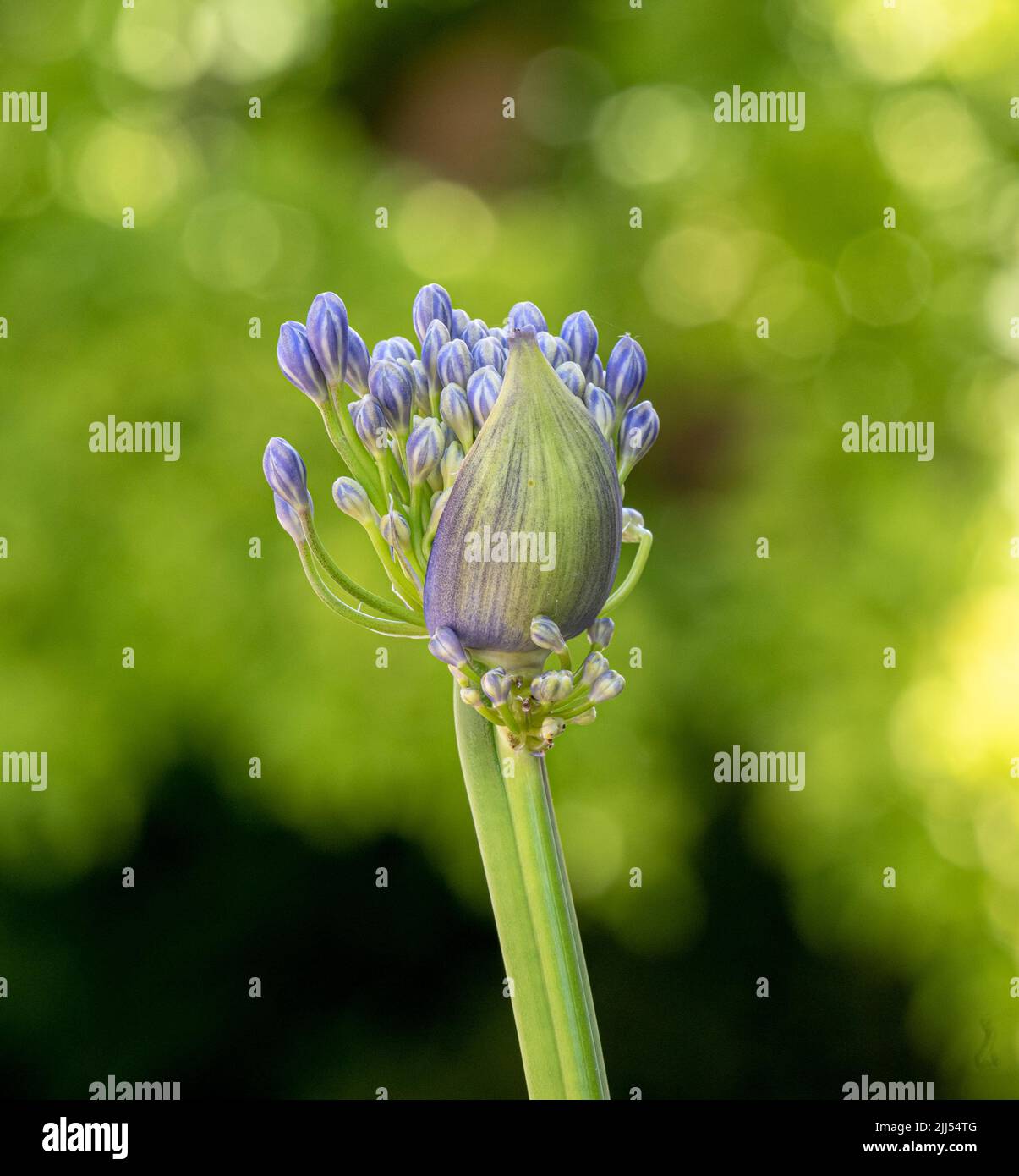 African lily (Agapanthus) purple flowers also called Lily of the Nile