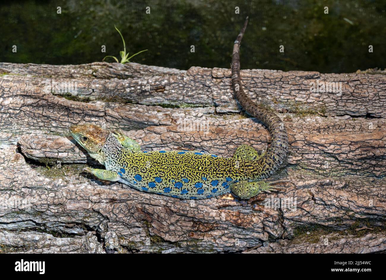 Ocellated lizard (Lacerta lepida or Timon lepidus) is a lizard endemic to southwestern Europe. Stock Photo