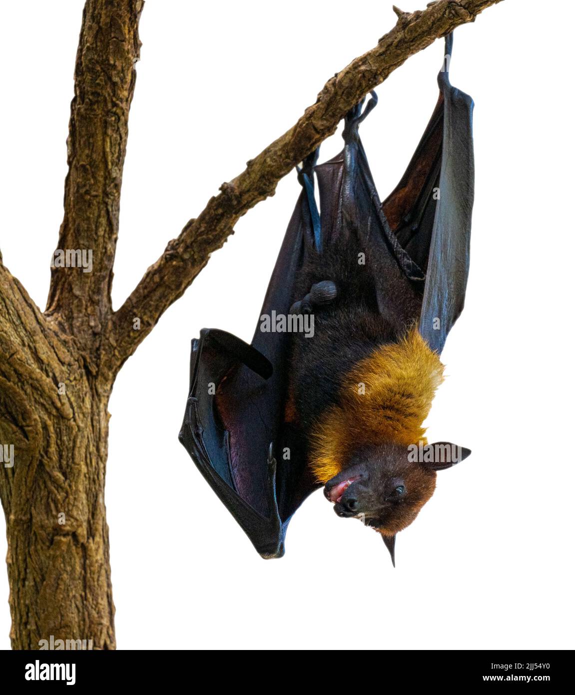 Isolated black flyingfoxes (Pteropus alecto) hanging in a tree Stock