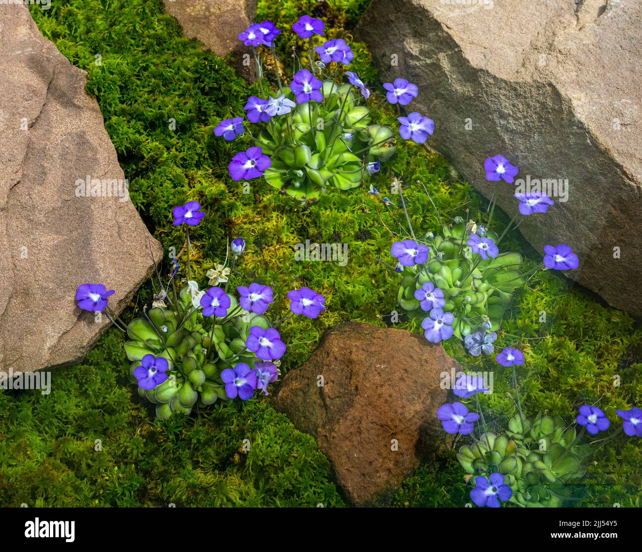 Mexican butterwort (Pinguicula cyclosecta) is a carnivorous or insectivorous plant endemic to Mexico. Stock Photo