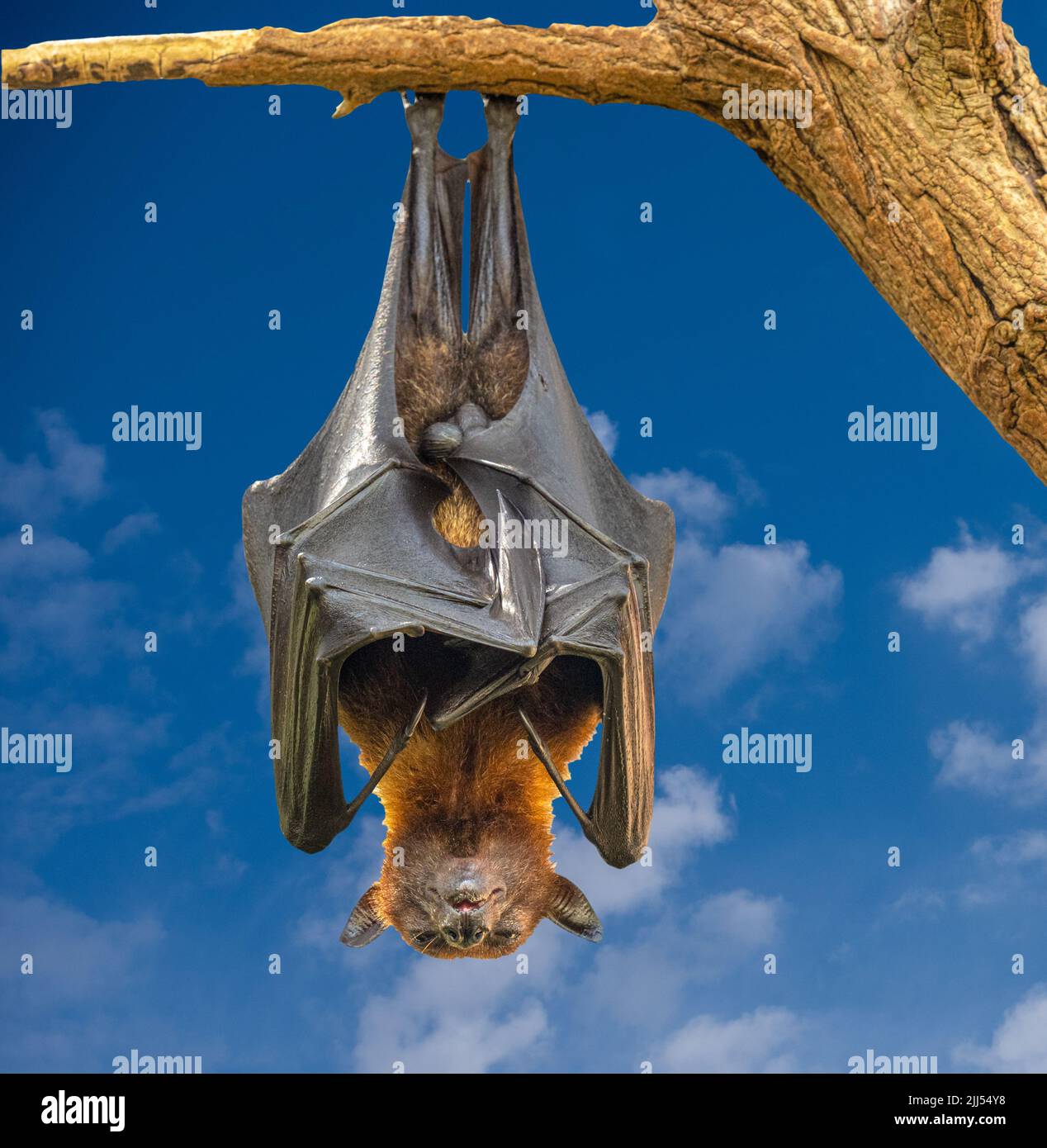 Black flying-foxes (Pteropus alecto) hanging in a tree Stock Photo