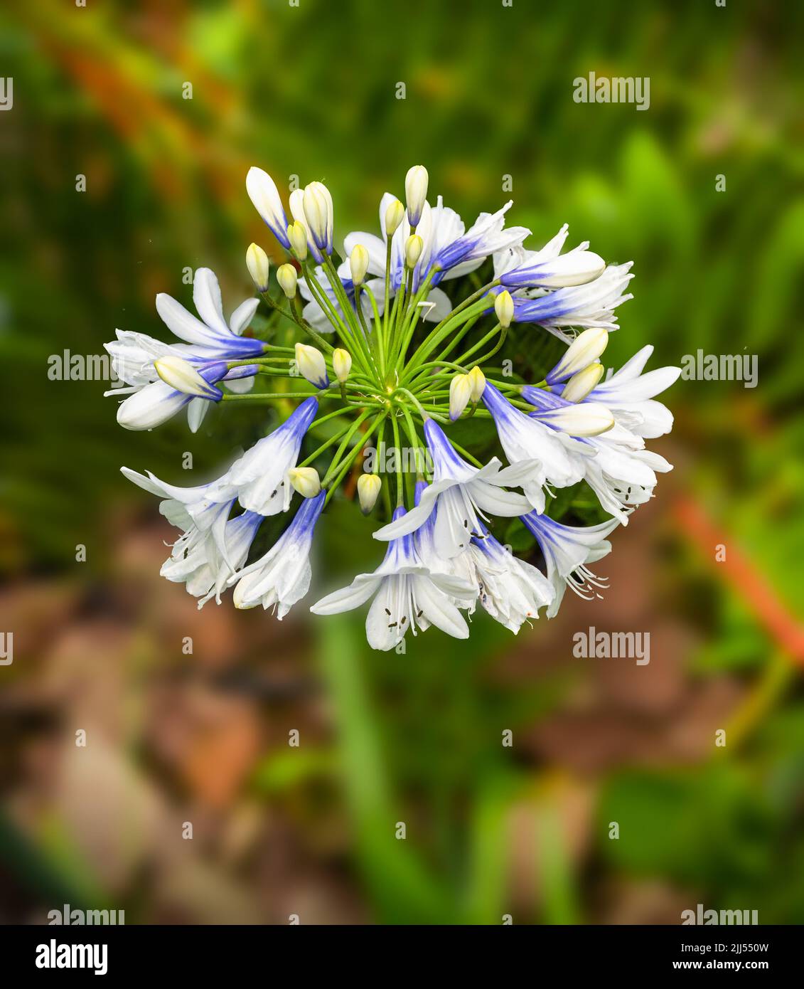 Agapanthus africanus, Close view of a white flowers emerging from an umbel shaped flowerhead. Stock Photo