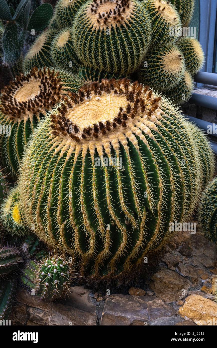 Golden barrel cactus (Echinocactus grusonii). Habitat Mexico. The barrel cactus stores water in its spherical ribbed axes. Stock Photo