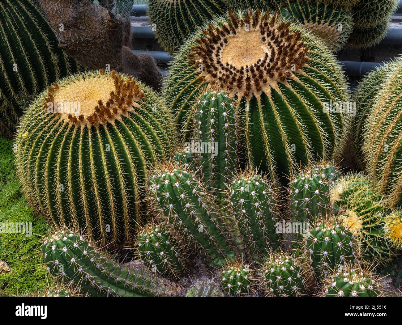 Golden barrel cactus (Echinocactus grusonii). Habitat Mexico. The barrel cactus stores water in its spherical ribbed axes. Stock Photo
