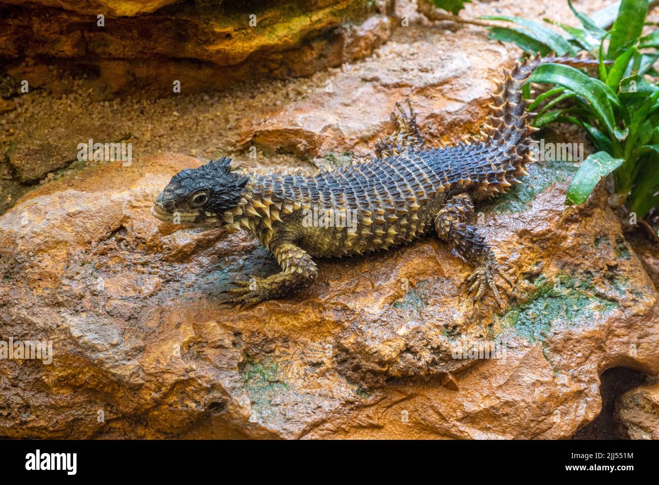 Giant Girdled Lizard, Cordylus giganteus, South Africa. Stock Photo