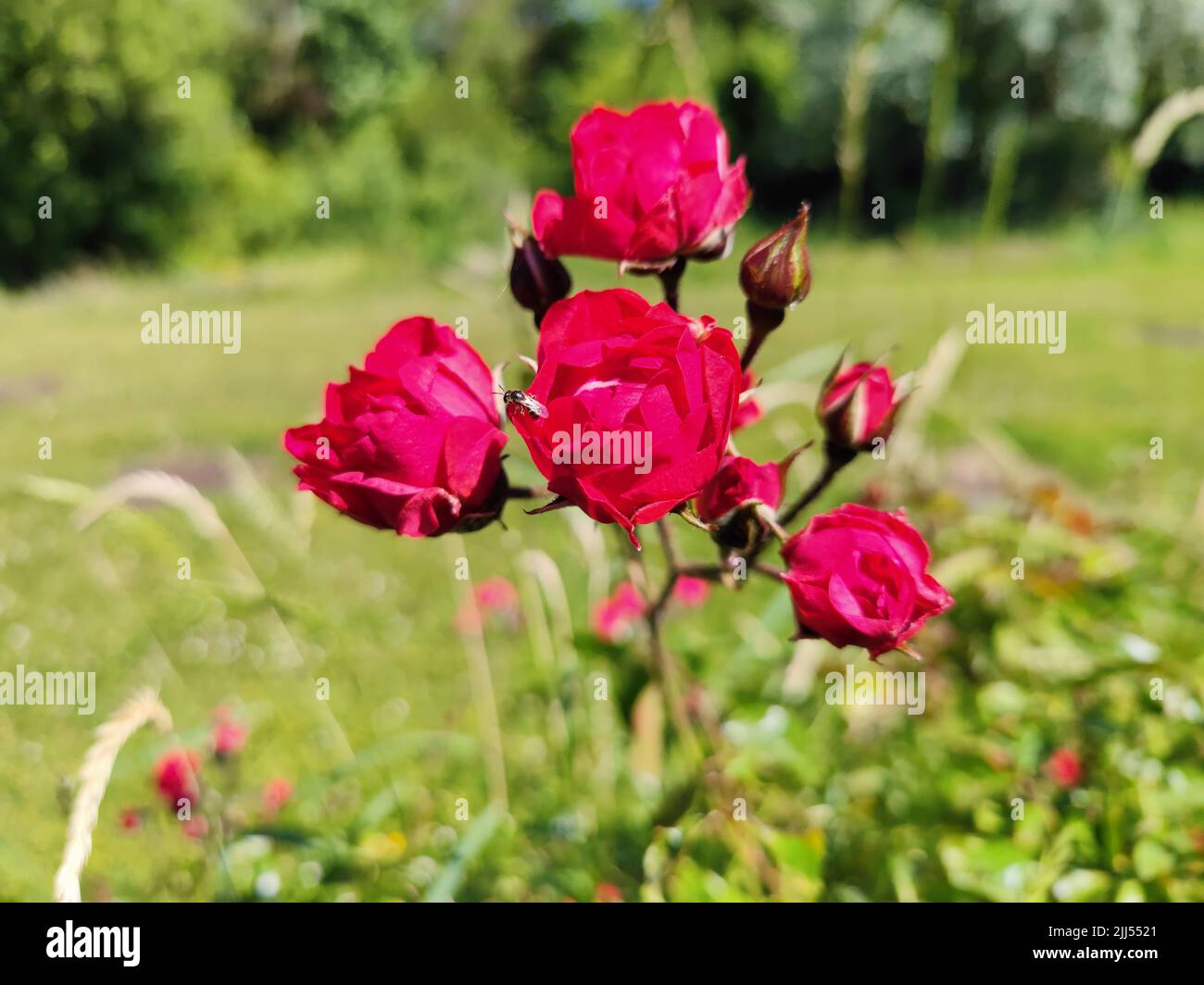 Wild pink rose in a field in the Woods in France with a wasp on it Stock Photo